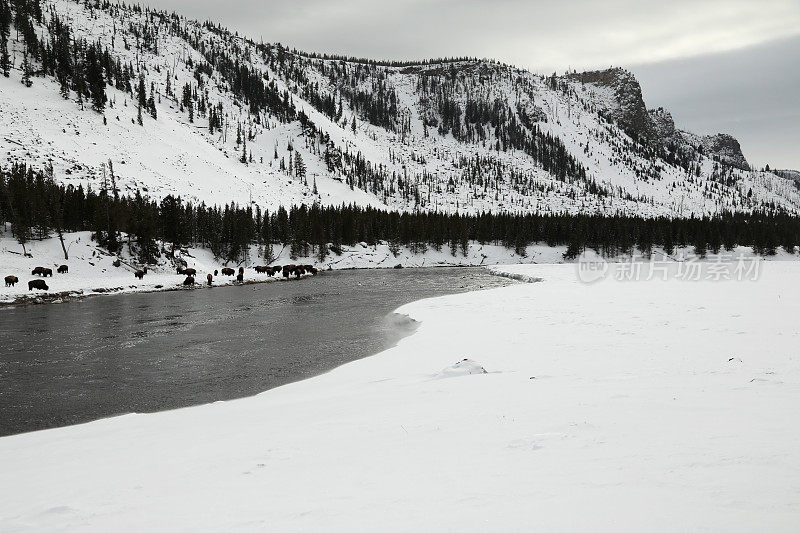 Winter Landscape in Yellowstone